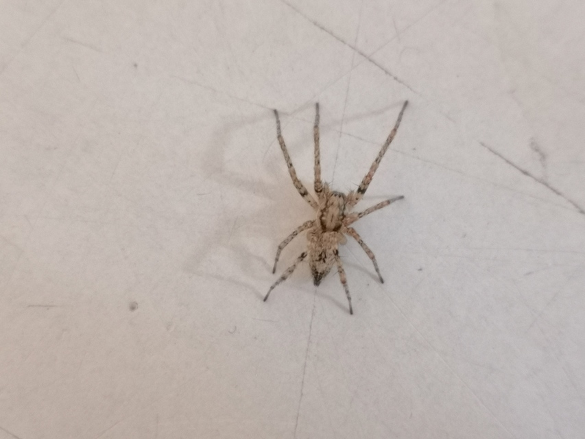 Anyphaena accentuata - jegyespók