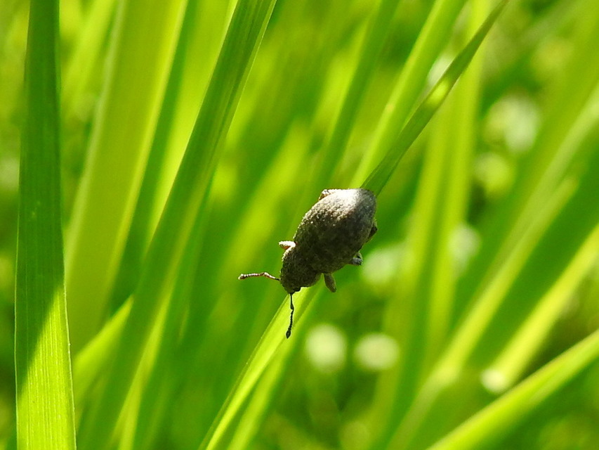 Mesagroicus obscurus - dülledtszemű libatopormányos