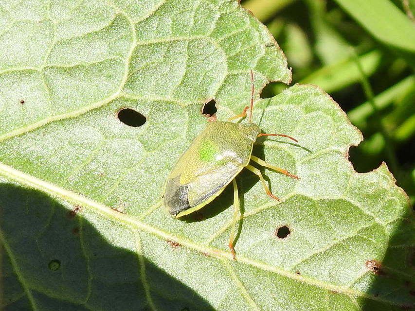 Piezodorus lituratus - bíboros címerespoloska Piezodorus lituratus - bíboros címerespoloska