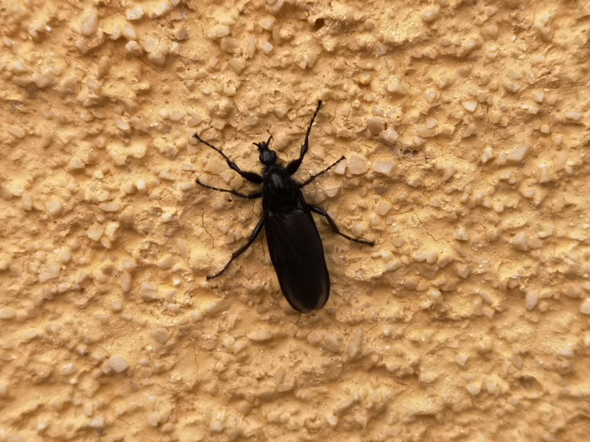 Bibionidae - bársonylegyek