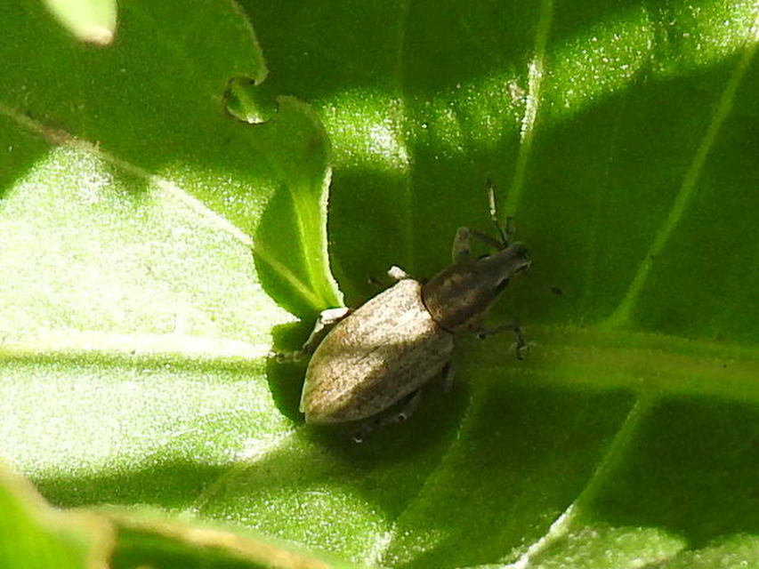 Tanymecus palliatus - közönséges hegyesfarúbarkó