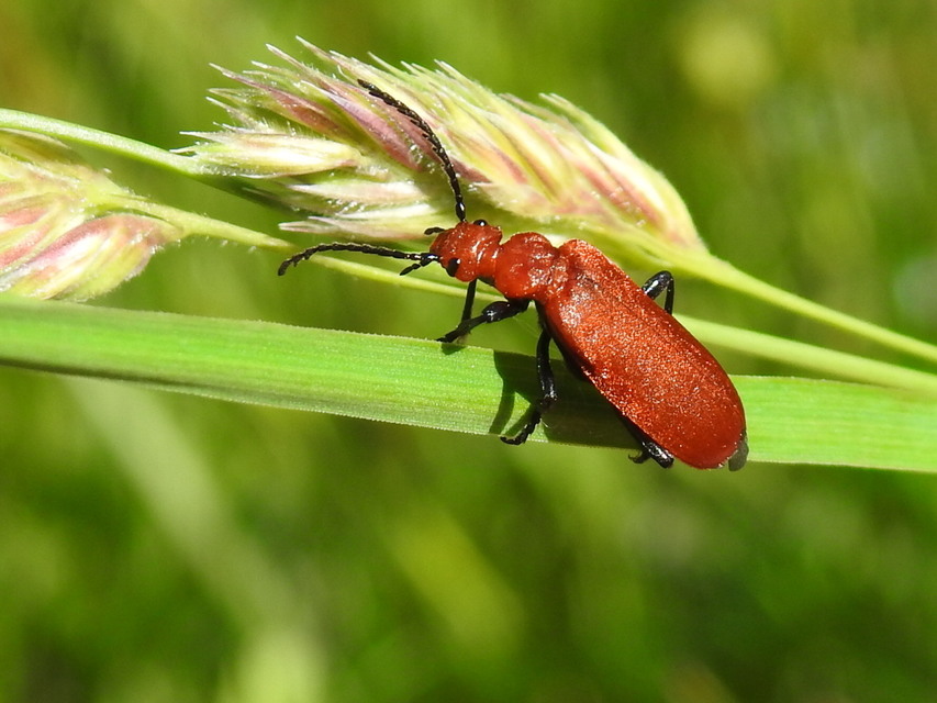 Pyrochroa serraticornis - közép-bíborbogár