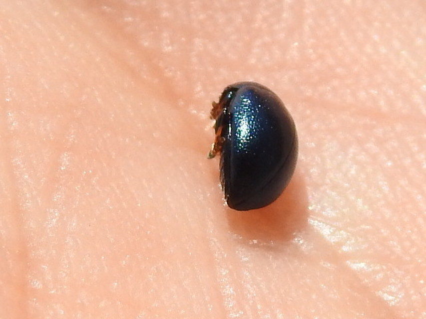 Colaphellus sophiae - mustárbogár