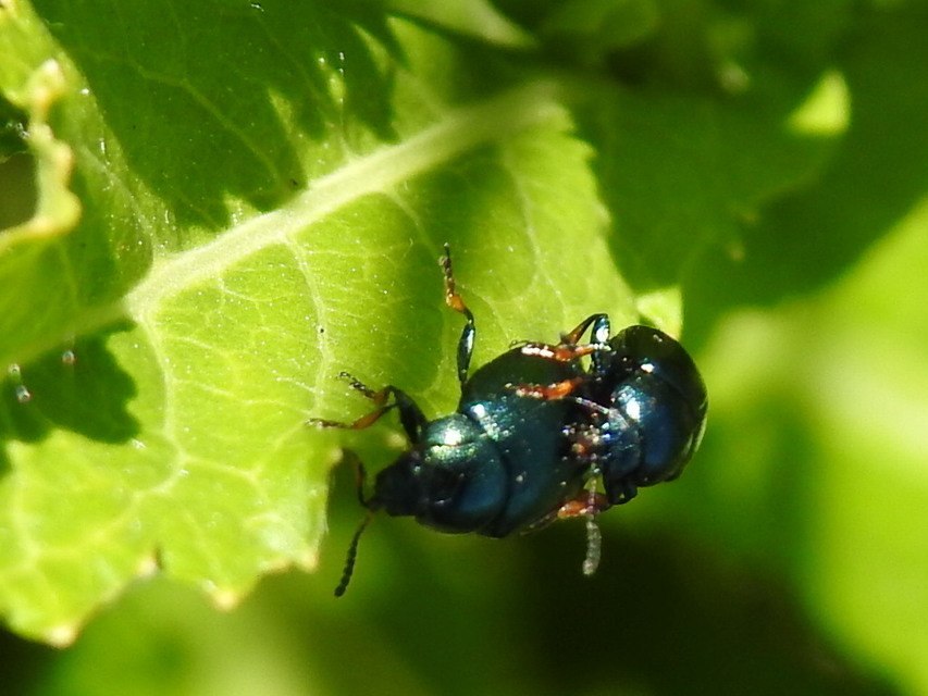 Colaphellus sophiae - mustárbogár