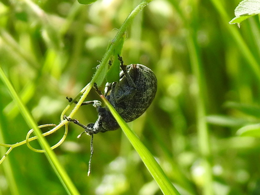 Otiorhynchus ligustici - vincellér-gyalogormányos