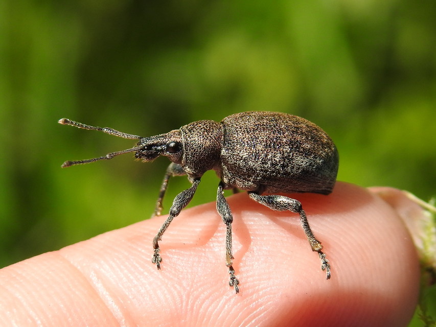 Otiorhynchus ligustici - vincellér-gyalogormányos