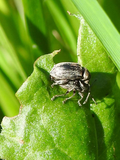 Phyllobius pyri - gyümölcsfa-levélormányos