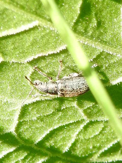 Phyllobius pyri - gyümölcsfa-levélormányos