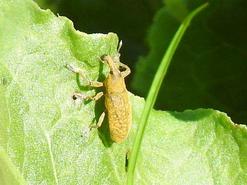 Lixus bardanae - lórom-dudvabarkó
