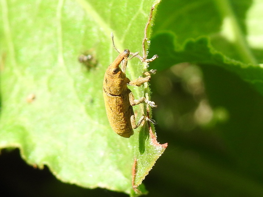 Lixus bardanae - lórom-dudvabarkó