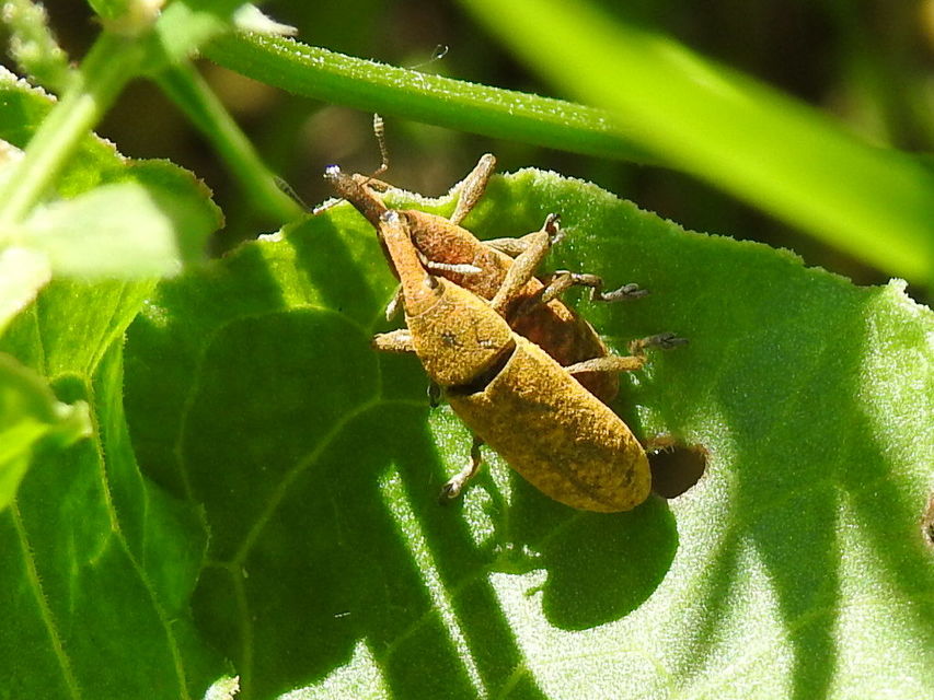 Lixus bardanae - lórom-dudvabarkó