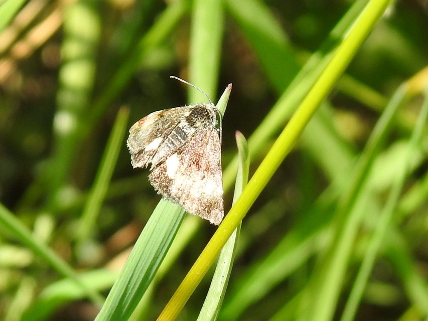 Panemeria tenebrata - apró sárgabagoly