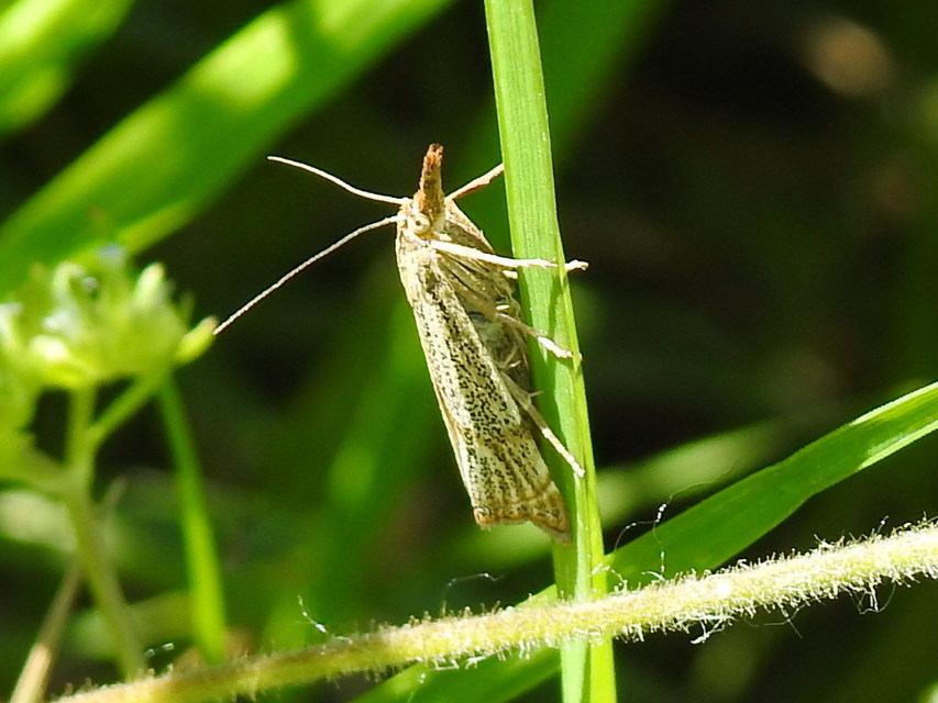 Thisanotia chrysonuchella - tavaszi fűgyökérmoly