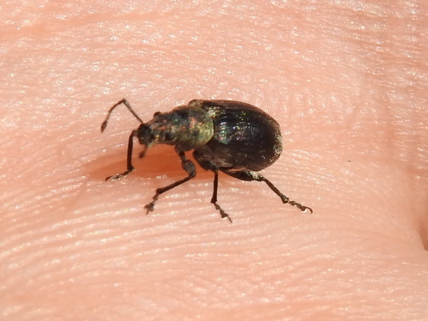 Phyllobius pyri - gyümölcsfa-levélormányos