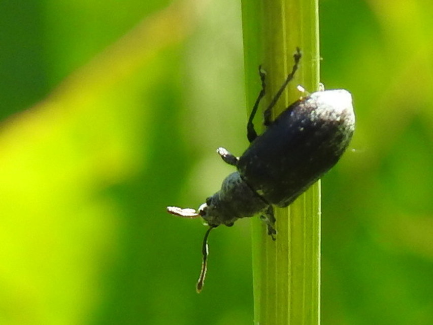 Phyllobius pyri - gyümölcsfa-levélormányos
