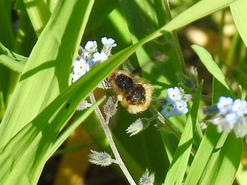 Bombylius