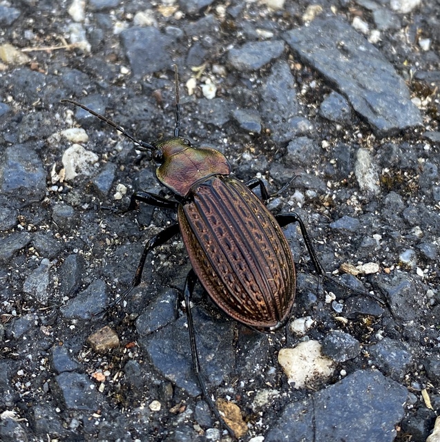 Carabus ulrichii - rezes futrinka Carabus ulrichii - rezes futrinka