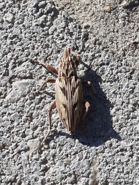 Coniocleonus nigrosuturatus - nyíljegyes barkó