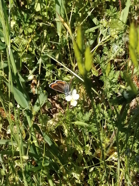 Aricia agestis - szerecsenboglárka