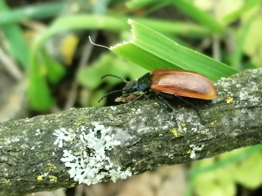 Omophlus proteus - közönséges pejbogár Omophlus proteus - közönséges pejbogár