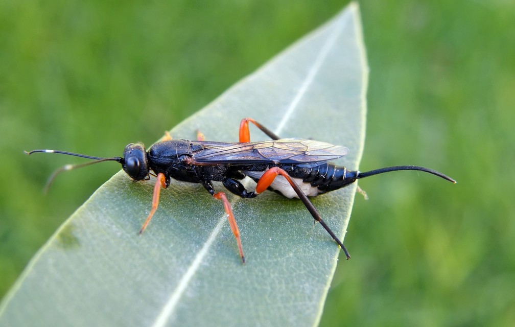 Hymenoptera - Hártyásszárnyúak