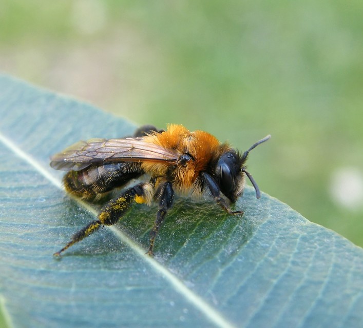 Hymenoptera - Hártyásszárnyúak