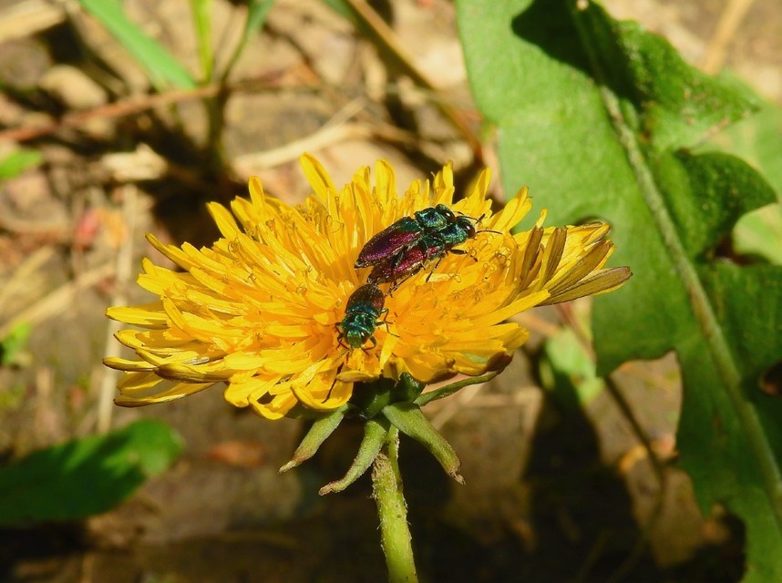 Anthaxia salicis - bíboros virágdíszbogár