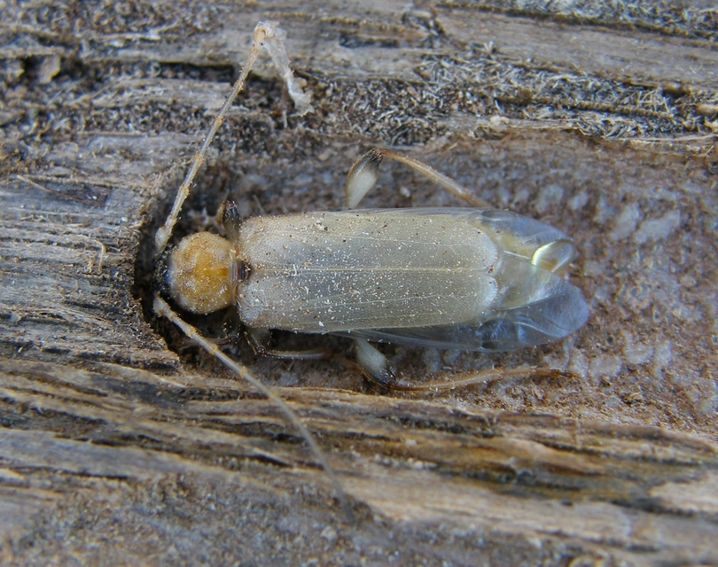 Phymatodes testaceus - változékony korongcincér Phymatodes testaceus - változékony korongcincér