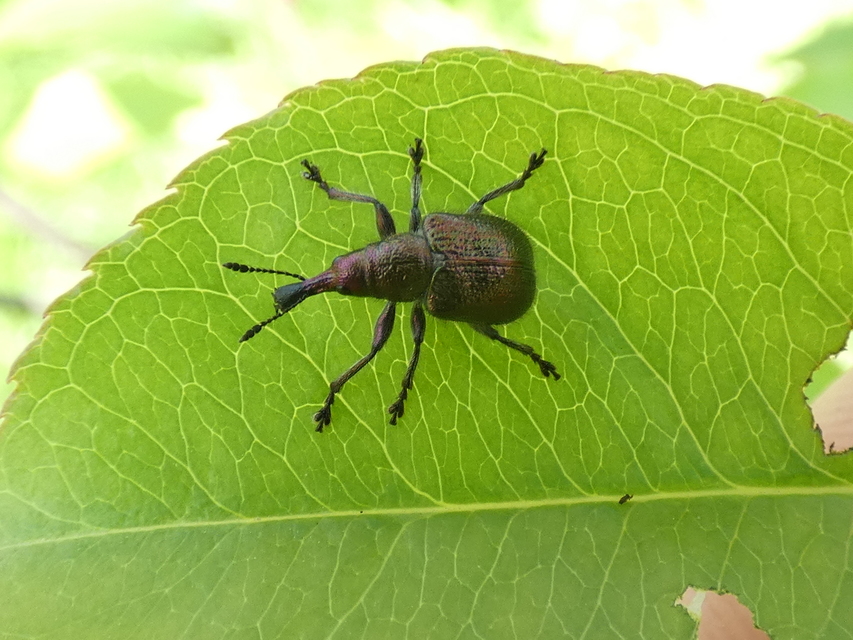 Rhynchites auratus - aranyos eszelény Rhynchites auratus - aranyos eszelény