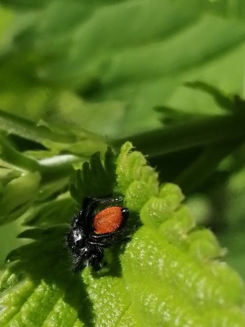 Carrhotus xanthogramma - rozsdás ugrópók