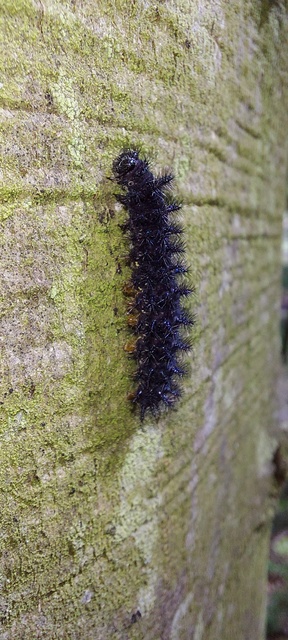Euphydryas maturna - díszes tarkalepke