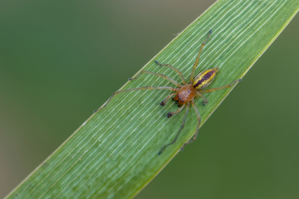 Cheiracanthium erraticum - csíkos dajkapók