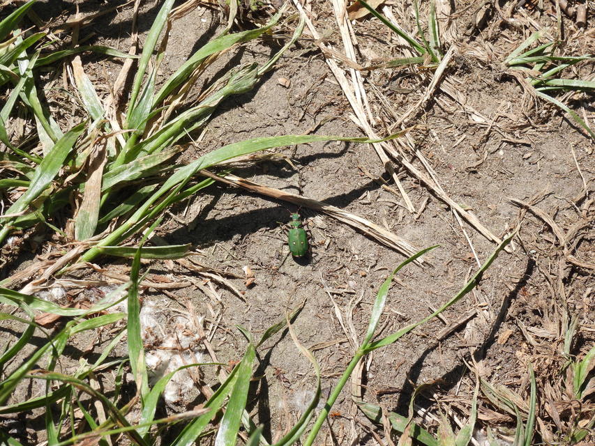 Cicindela campestris - mezei homokfutrinka