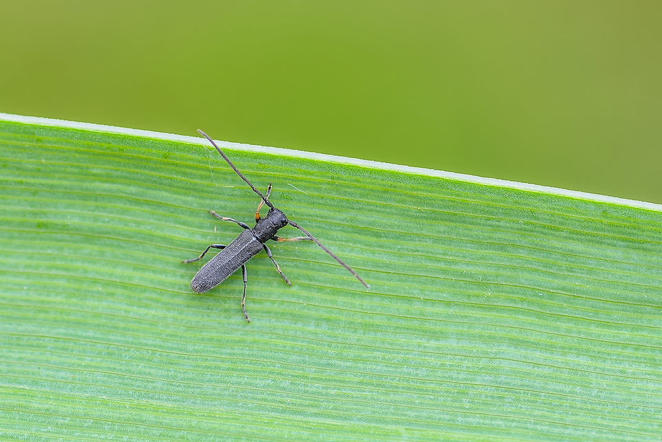 Phytoecia cylindrica - medvelapucincér