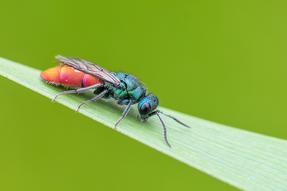 Chrysura trimaculata