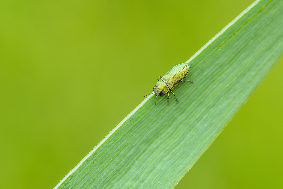 Anthaxia nitidula - ragyogó virágdíszbogár