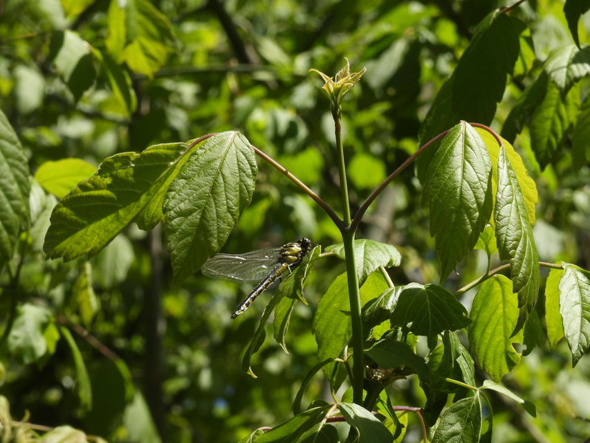 Gomphus vulgatissimus - feketelábú folyami-szitakötő