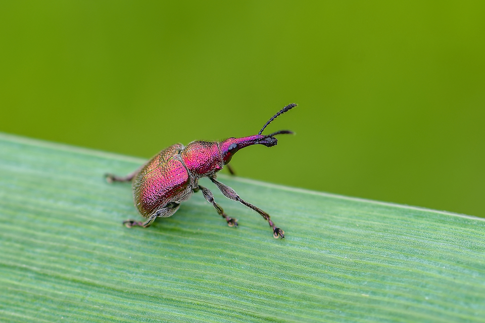 Rhynchites auratus - aranyos eszelény Rhynchites auratus - aranyos eszelény