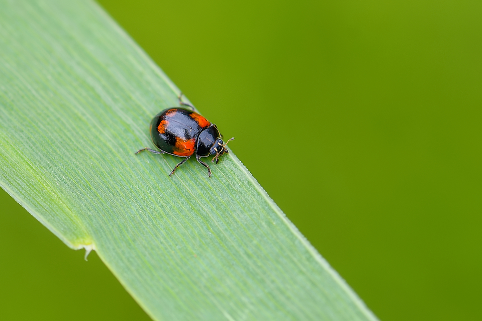 Adalia bipunctata - kétpettyes katica