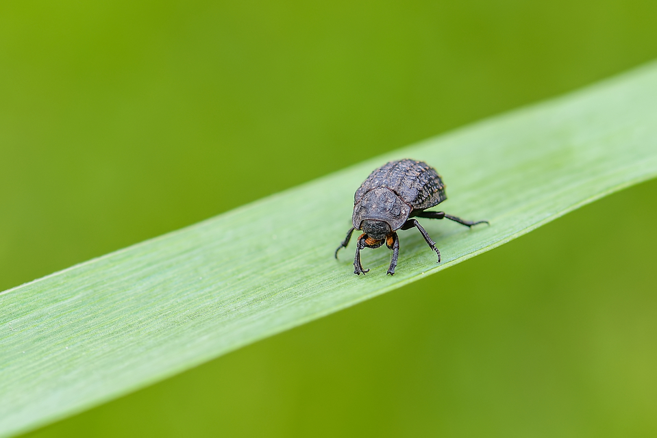 Trox sabulosus - közönséges irhabogár