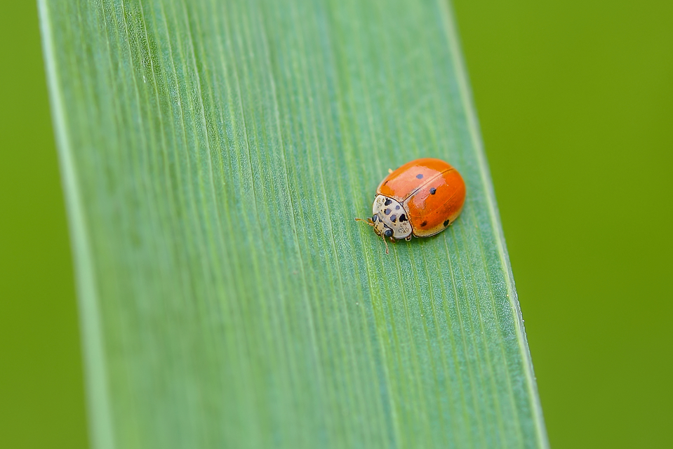 Harmonia quadripunctata - négypettyes katica