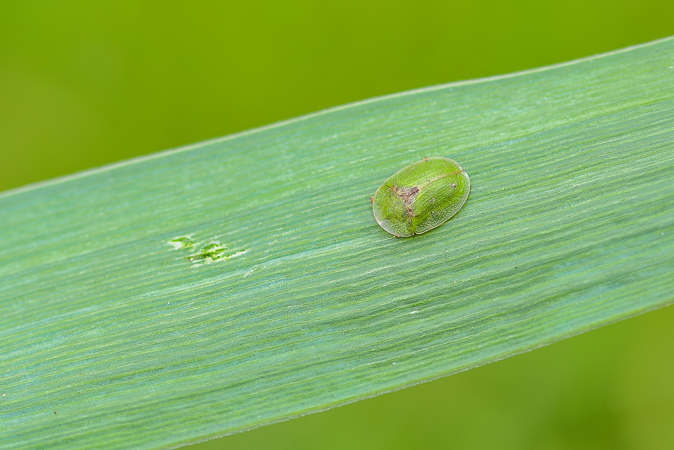 Cassida rubiginosa - lapos pajzsbogár Cassida rubiginosa - lapos pajzsbogár