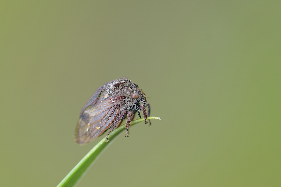 Centrotus cornutus - szarvaskabóca