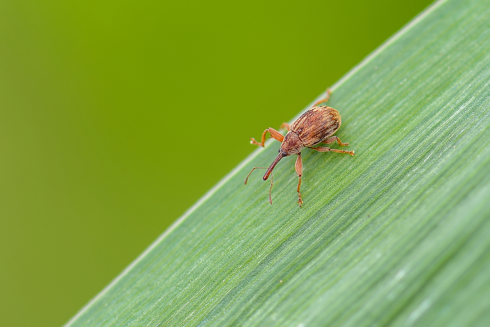Anthonomus rectirostris - meggymaglikasztó