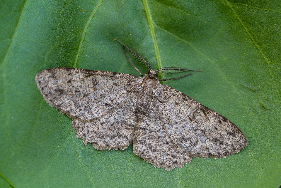 Hypomecis punctinalis - pettyes faaraszoló
