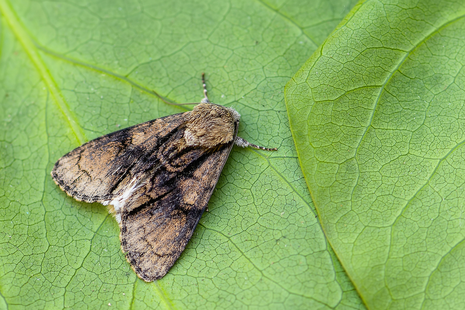 Acronicta alni - éger-szigonyosbagoly