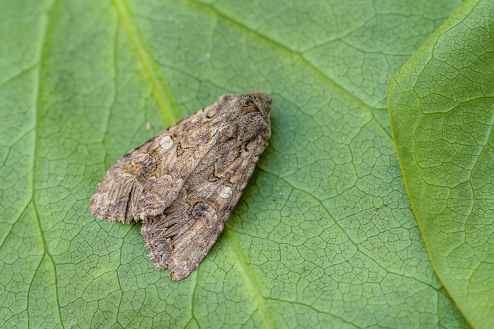 Hadula trifolii - lóherebagoly Hadula trifolii - lóherebagoly