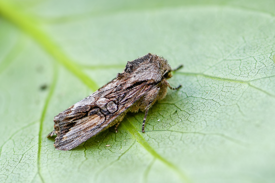 Egira conspicillaris - változékony szürkebagoly