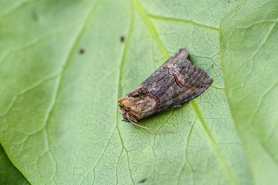 Abrostola triplasia - közönséges csalánbagoly