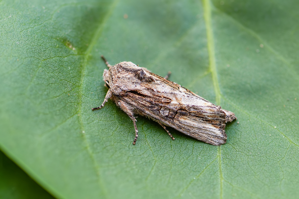 Egira conspicillaris - változékony szürkebagoly